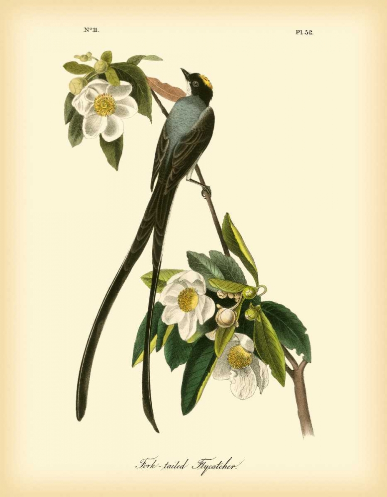 Wall Art Painting id:49774, Name: Fork-tailed Flycatcher, Artist: Audubon, John James