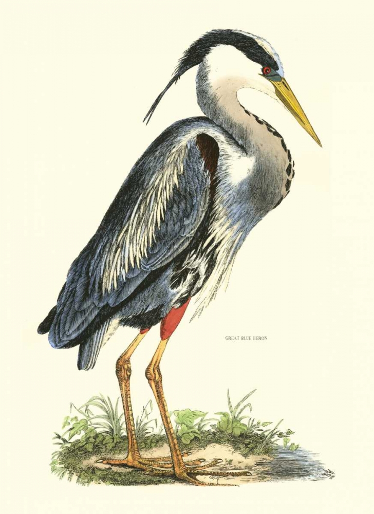 Wall Art Painting id:38412, Name: Great Blue Heron, Artist: Selby, John