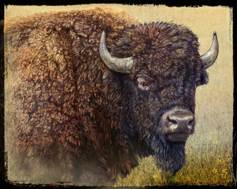 Wall Art Painting id:237470, Name: Bison Portrait I, Artist: Vest, Chris