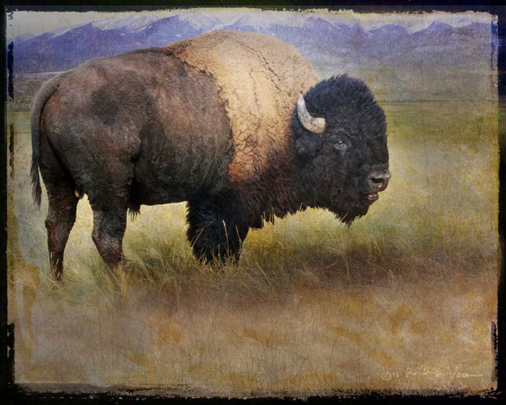 Wall Art Painting id:237471, Name: Bison Portrait II, Artist: Vest, Chris