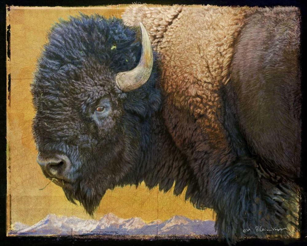 Wall Art Painting id:237472, Name: Bison Portrait III, Artist: Vest, Chris