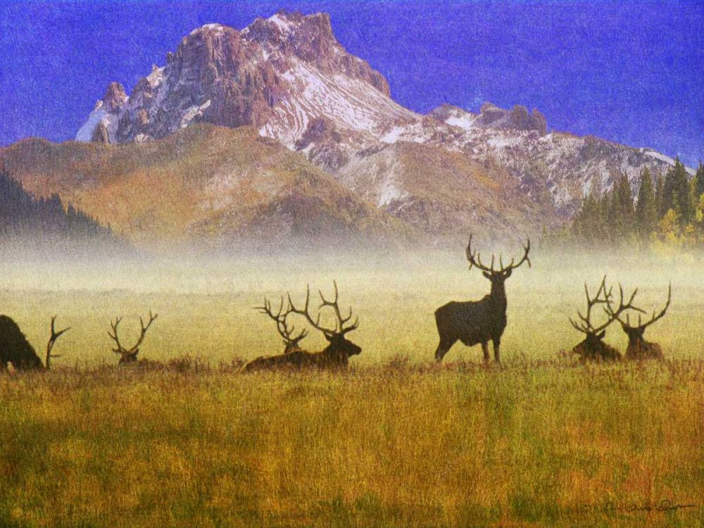 Wall Art Painting id:237511, Name: Bull Elk, Artist: Vest, Chris