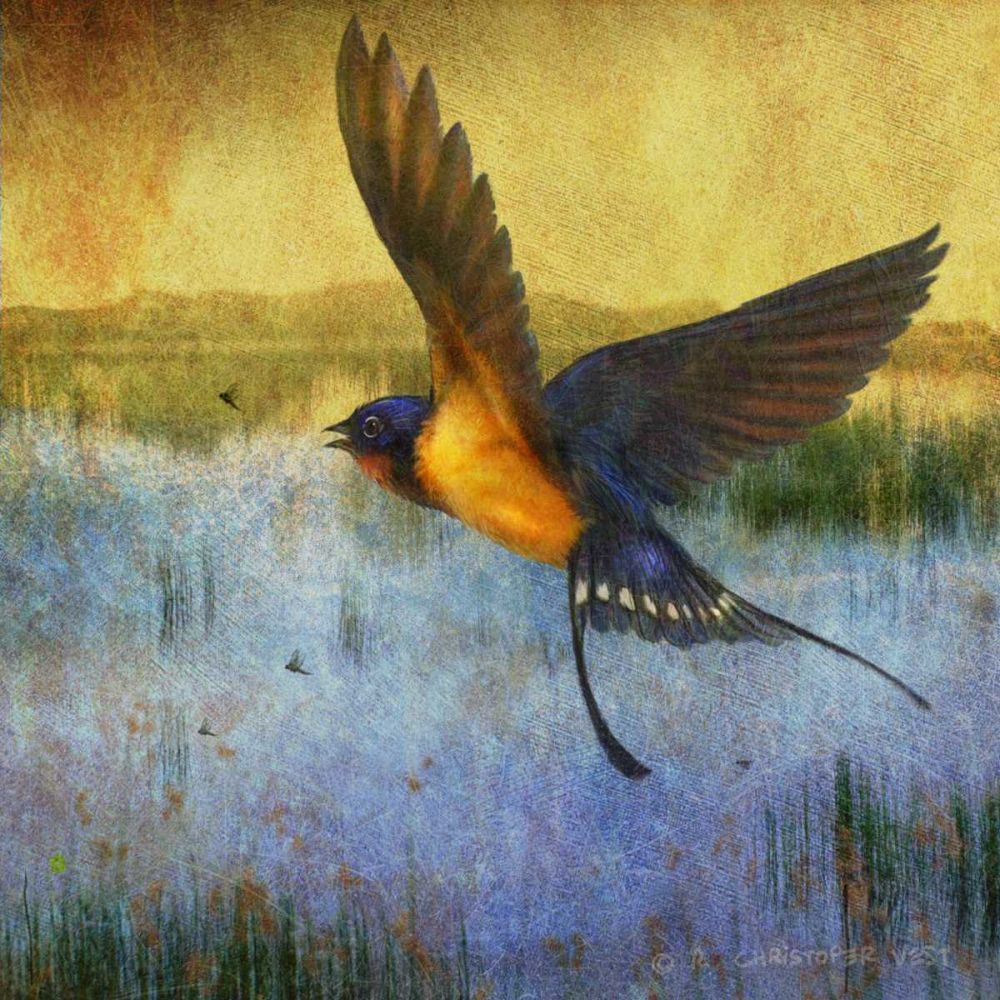 Wall Art Painting id:238330, Name: Barnswallow, Artist: Vest, Chris