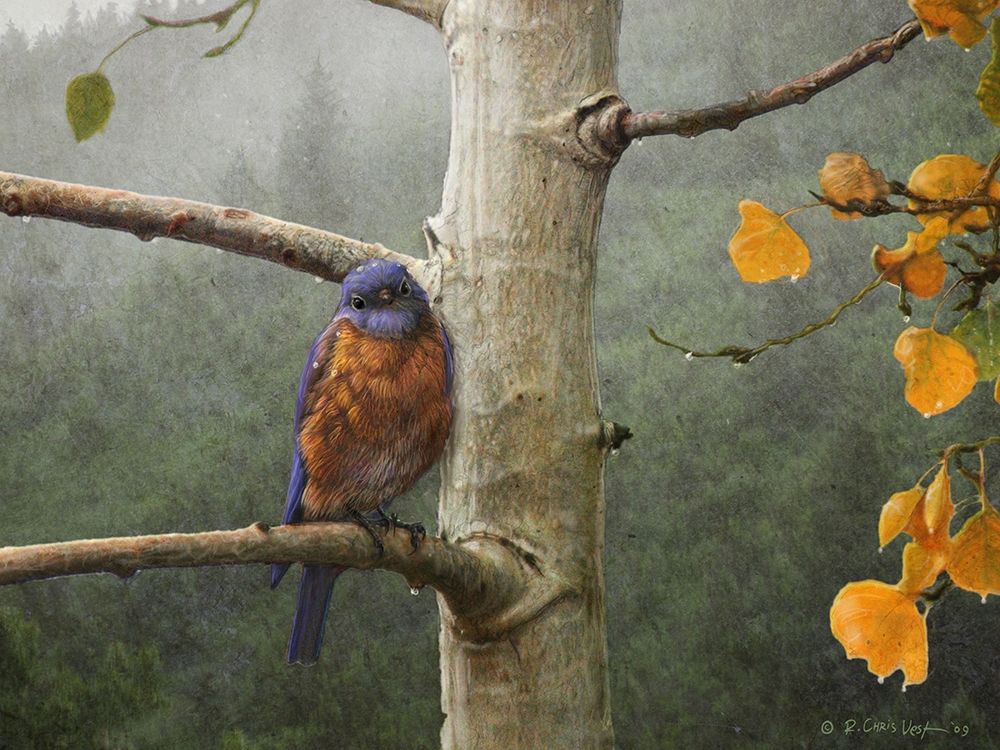 Wall Art Painting id:227038, Name: Bluebird Rain, Artist: Vest, Chris