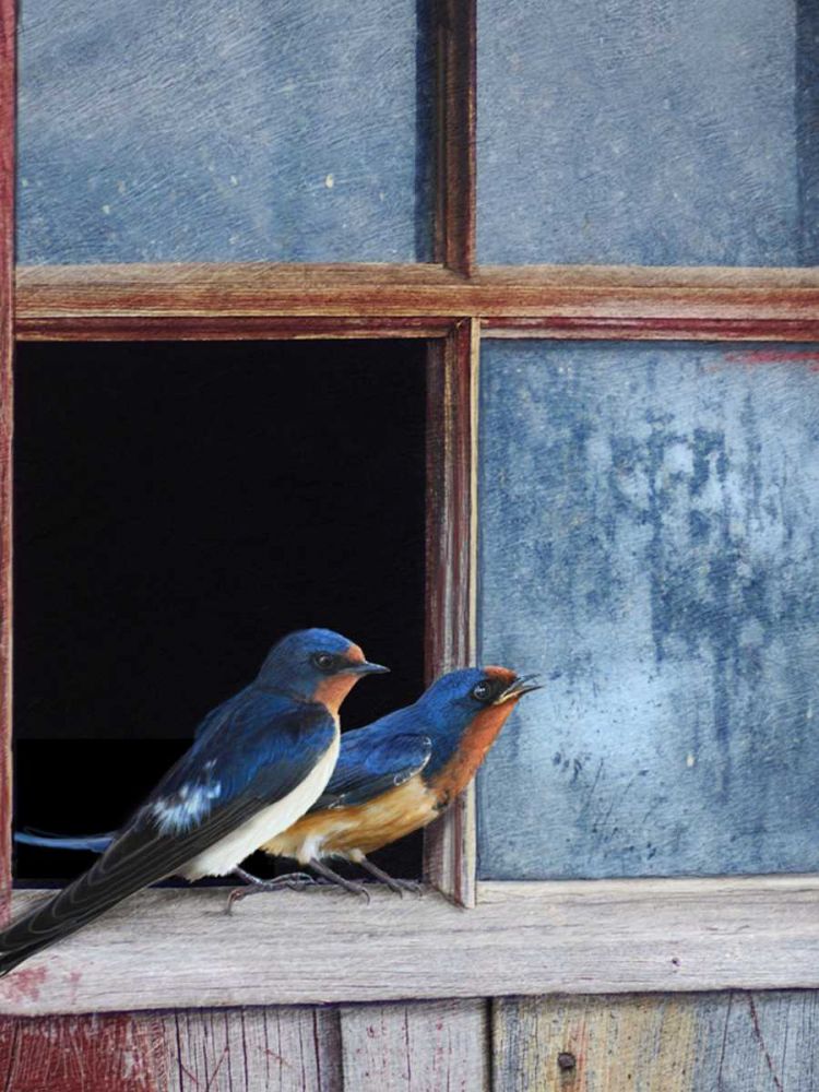 Wall Art Painting id:238344, Name: Barn Swallows Window, Artist: Vest, Chris