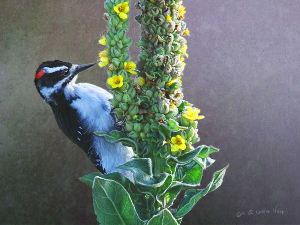 Wall Art Painting id:238606, Name: Woodpecker Mullen, Artist: Vest, Chris