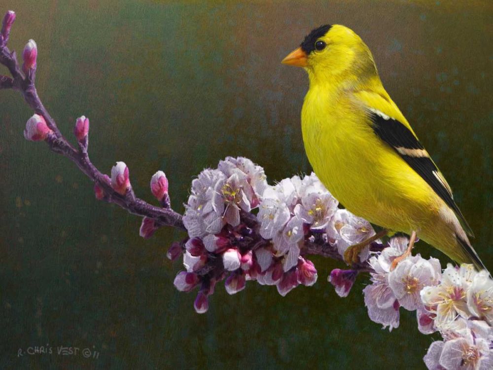 Wall Art Painting id:238607, Name: Goldfinch Flowers, Artist: Vest, Chris