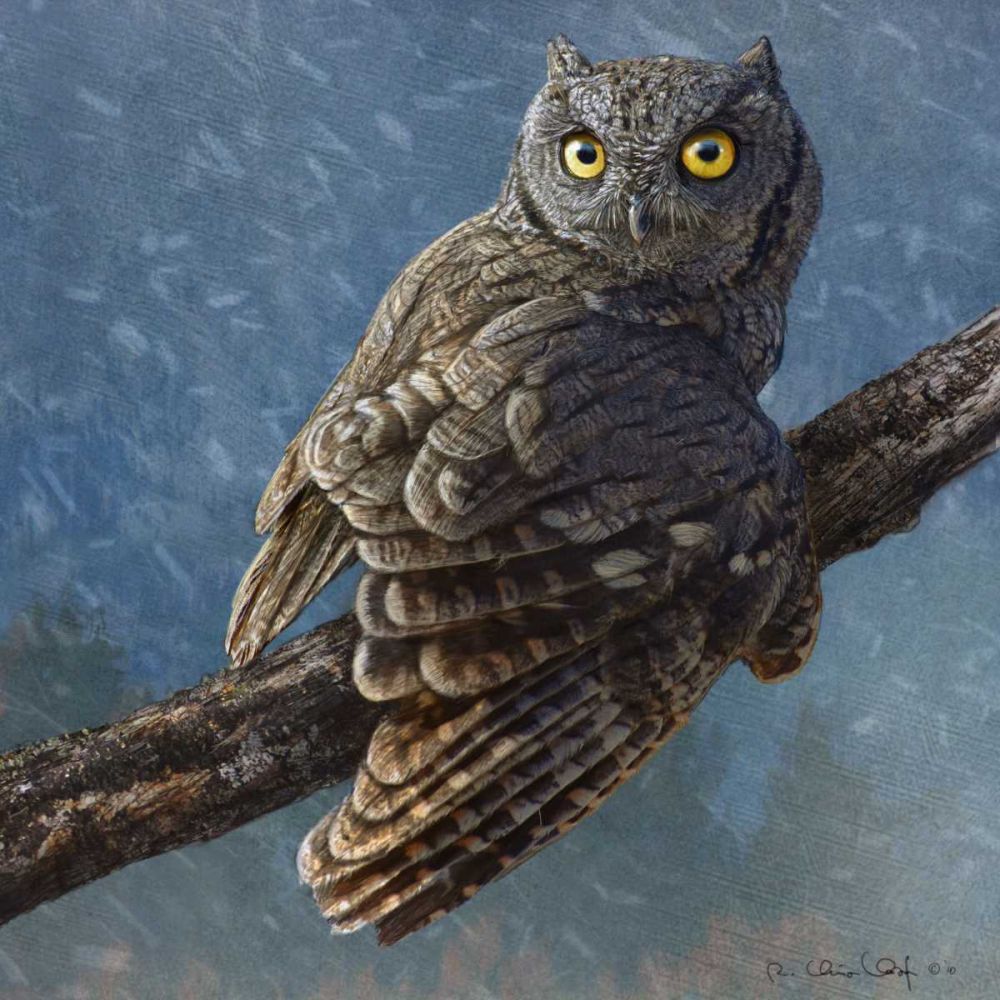 Wall Art Painting id:238608, Name: Owl in Winter I, Artist: Vest, Chris