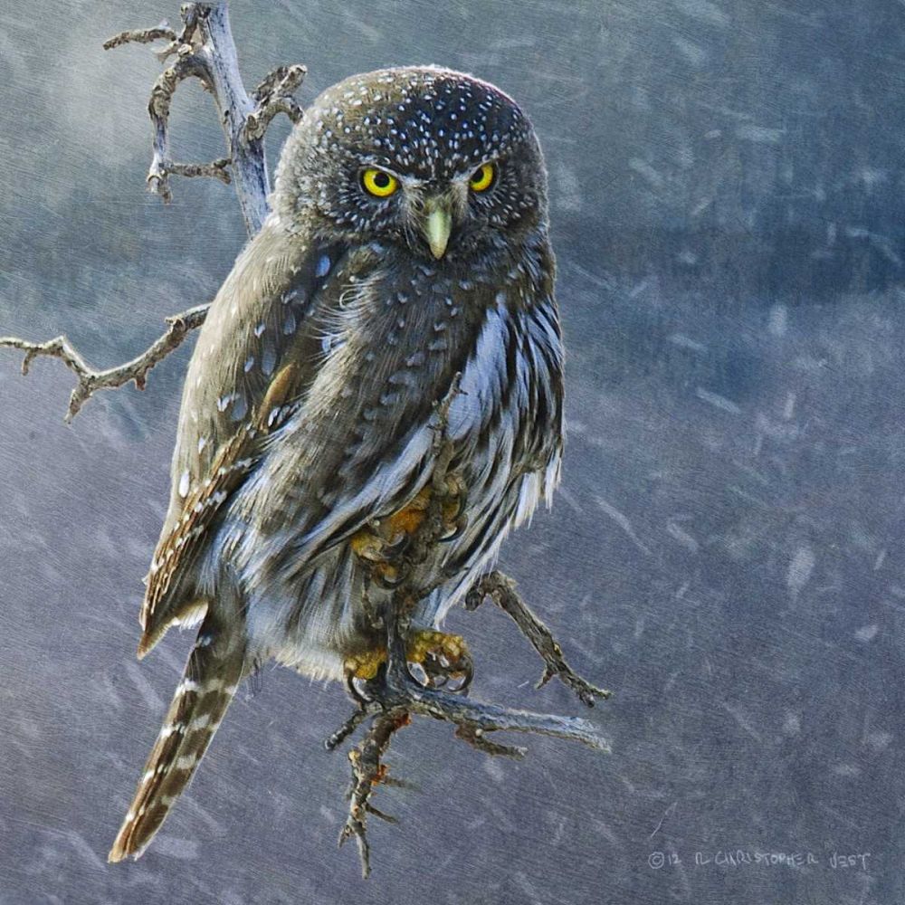 Wall Art Painting id:238609, Name: Owl in Winter II, Artist: Vest, Chris