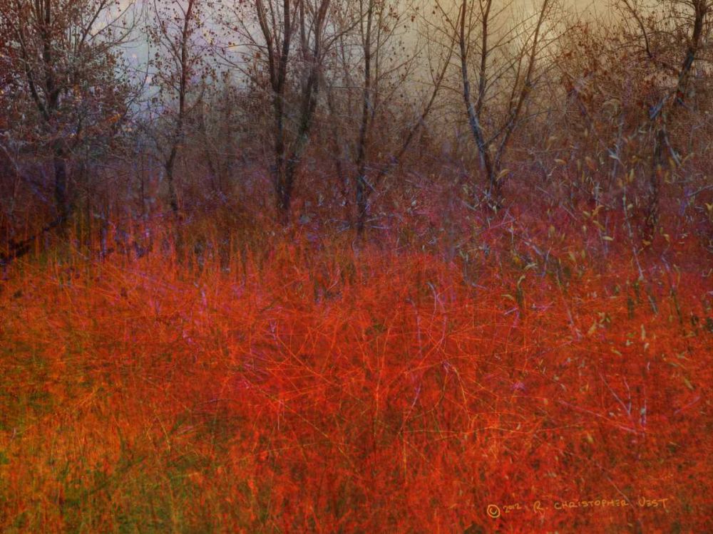 Wall Art Painting id:238612, Name: Red Grass I, Artist: Vest, Chris