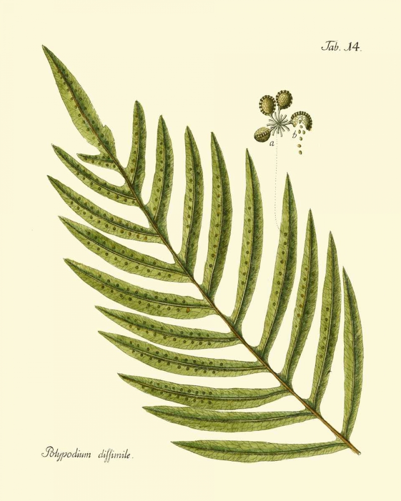 Wall Art Painting id:163175, Name: Antique Fern I, Artist: Vision Studio