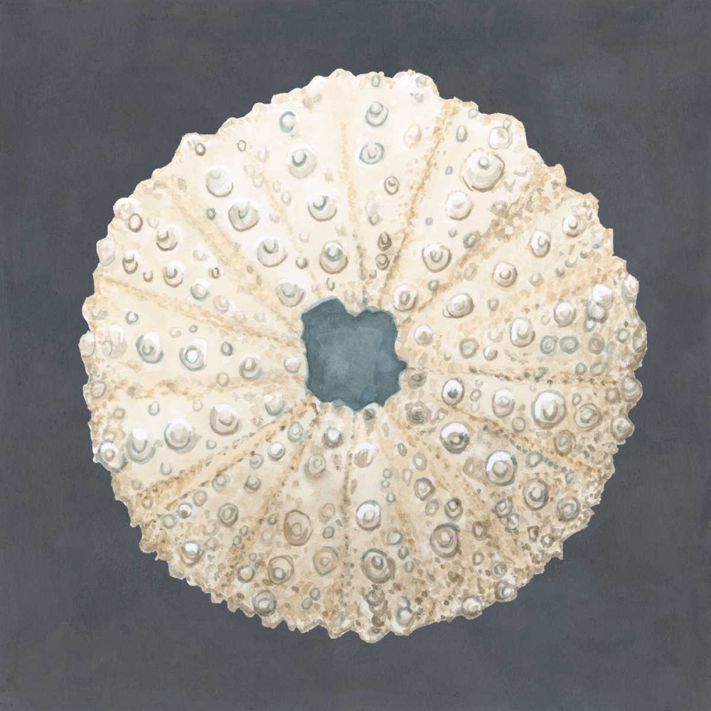Wall Art Painting id:53076, Name: Shell on Slate VII, Artist: Meagher, Megan