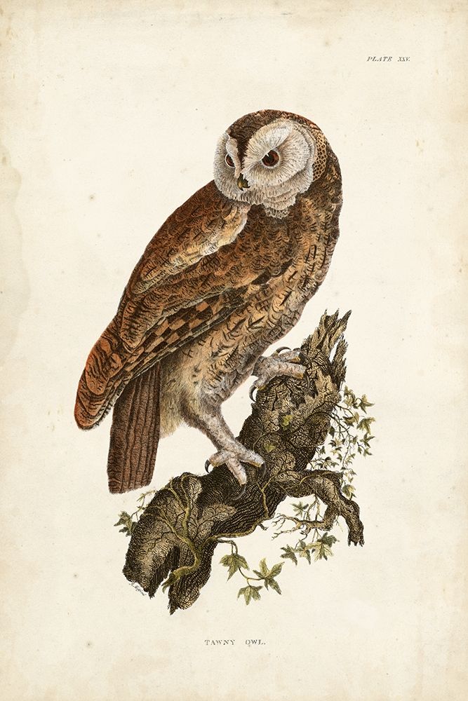 Wall Art Painting id:195548, Name: Tawny Owl, Artist: Selby, John