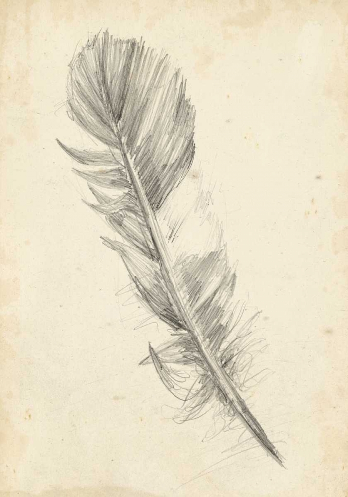 Wall Art Painting id:38586, Name: Feather Sketch I, Artist: Harper, Ethan