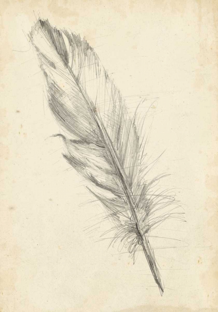 Wall Art Painting id:38588, Name: Feather Sketch III, Artist: Harper, Ethan