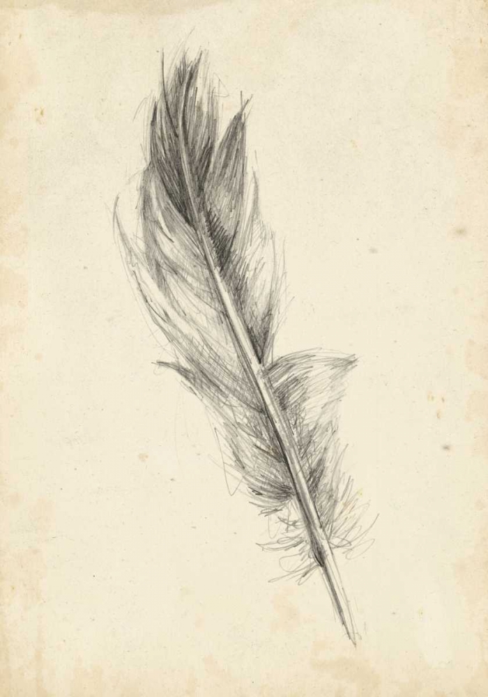 Wall Art Painting id:38589, Name: Feather Sketch IV, Artist: Harper, Ethan