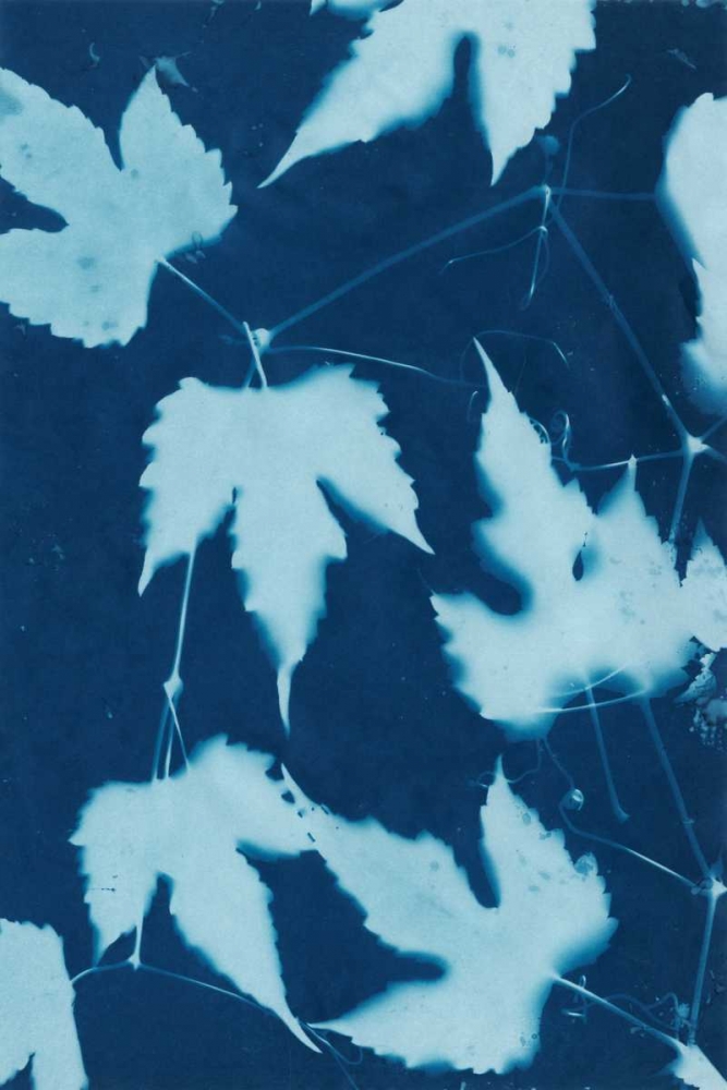 Wall Art Painting id:38790, Name: Cyanotype No.10, Artist: Stramel, Renee W.