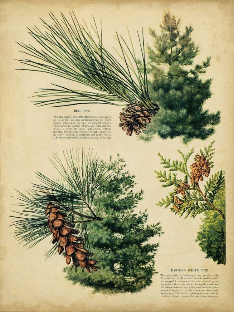 Wall Art Painting id:38870, Name: Red Pine and Eastern White Pine, Artist: Unknown