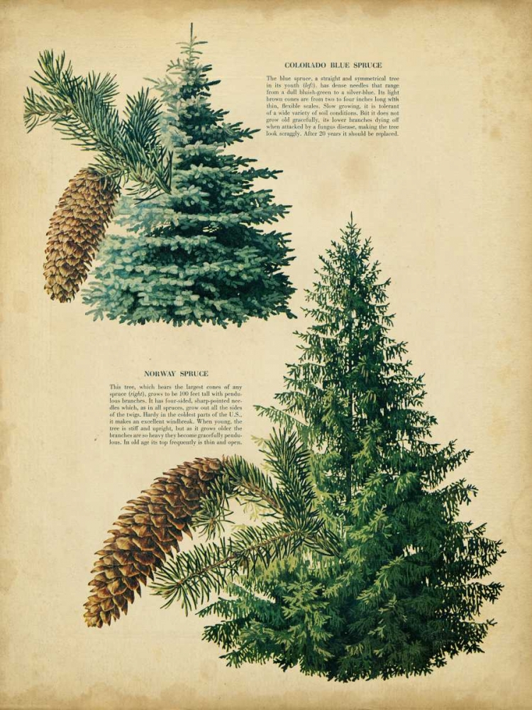 Wall Art Painting id:38871, Name: Colorado Blue Spruce and Norway Spruce, Artist: Unknown