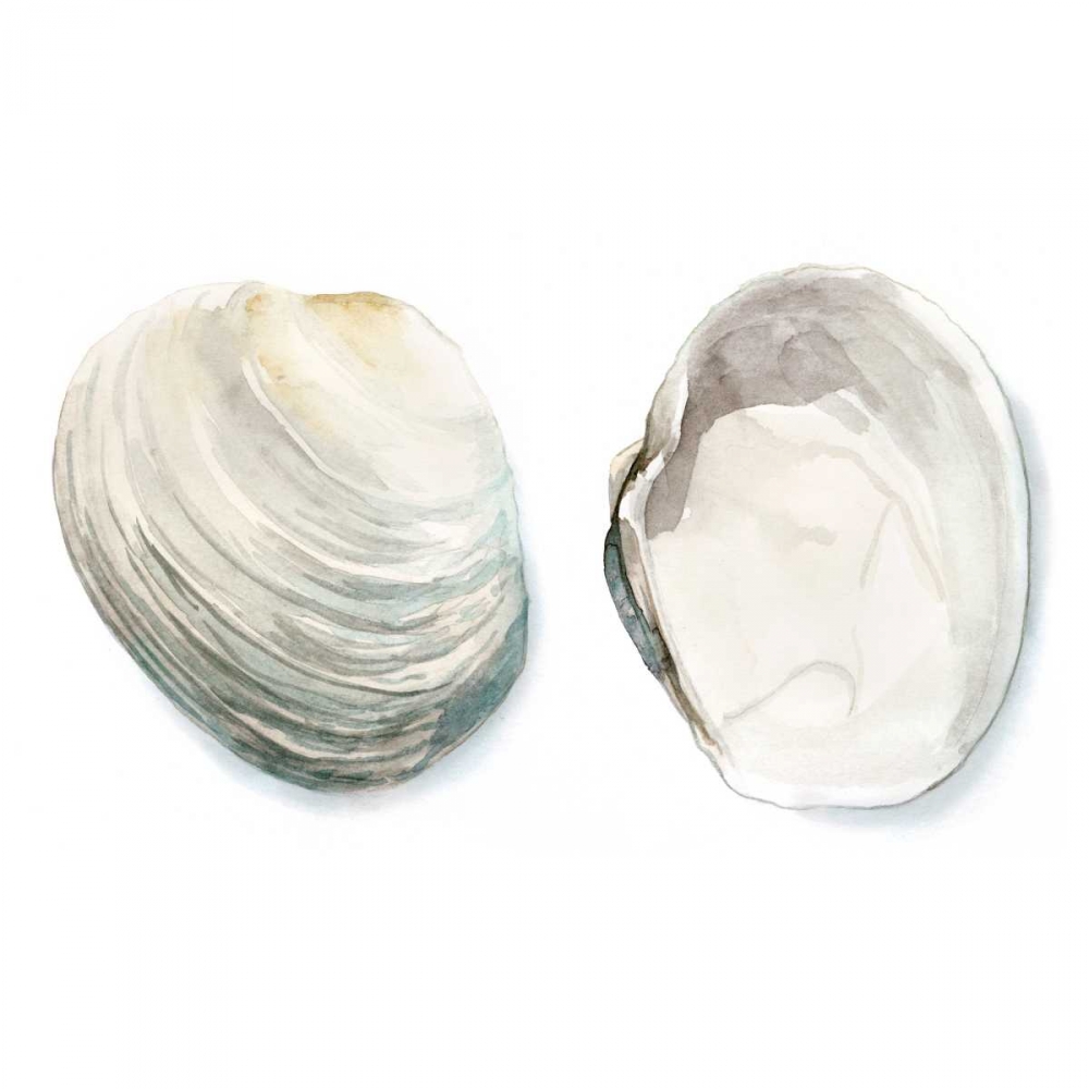 Wall Art Painting id:50481, Name: Watercolor Shells II, Artist: Meagher, Megan