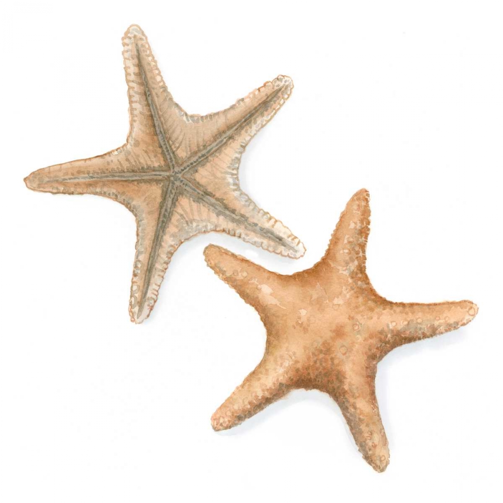 Wall Art Painting id:50482, Name: Watercolor Shells III, Artist: Meagher, Megan