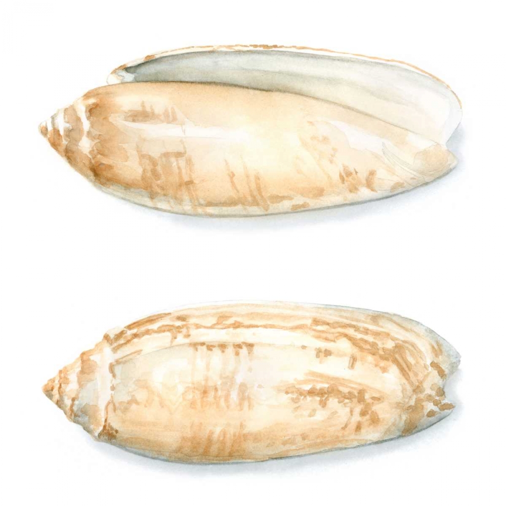Wall Art Painting id:50484, Name: Watercolor Shells V, Artist: Meagher, Megan