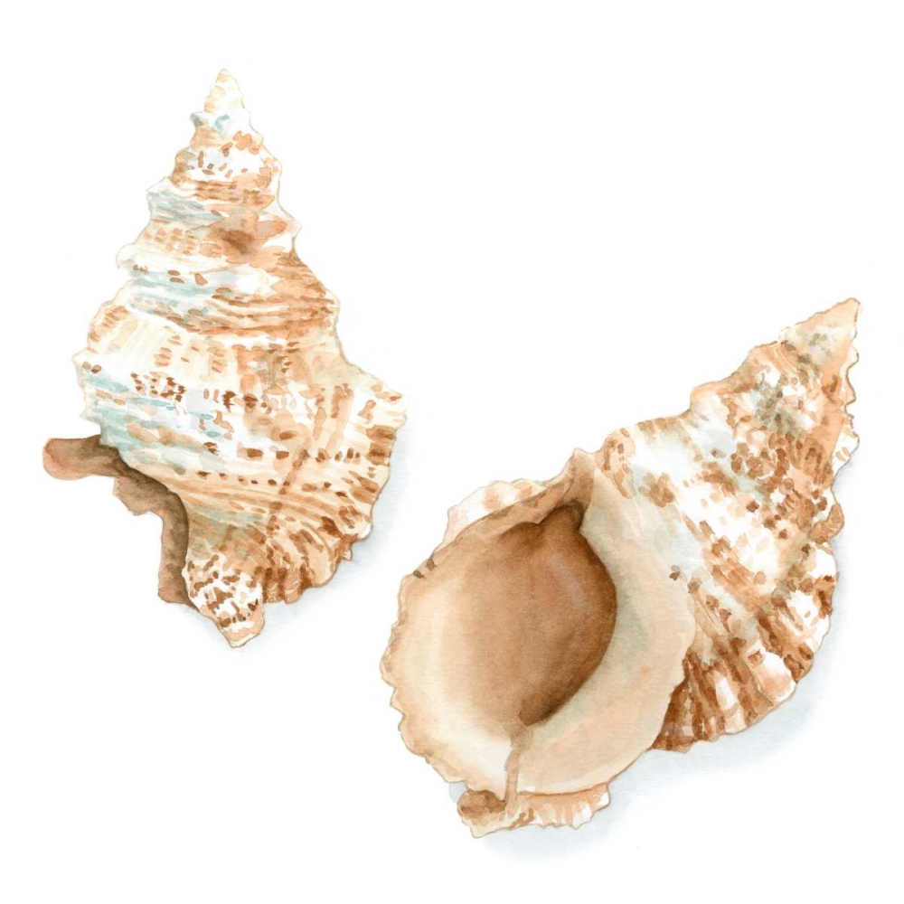 Wall Art Painting id:50486, Name: Watercolor Shells VII, Artist: Meagher, Megan