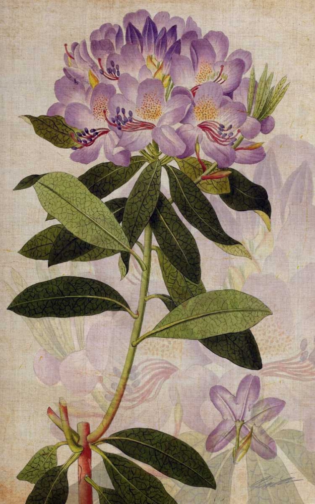 Wall Art Painting id:50443, Name: Rhododendron II, Artist: Butler, John