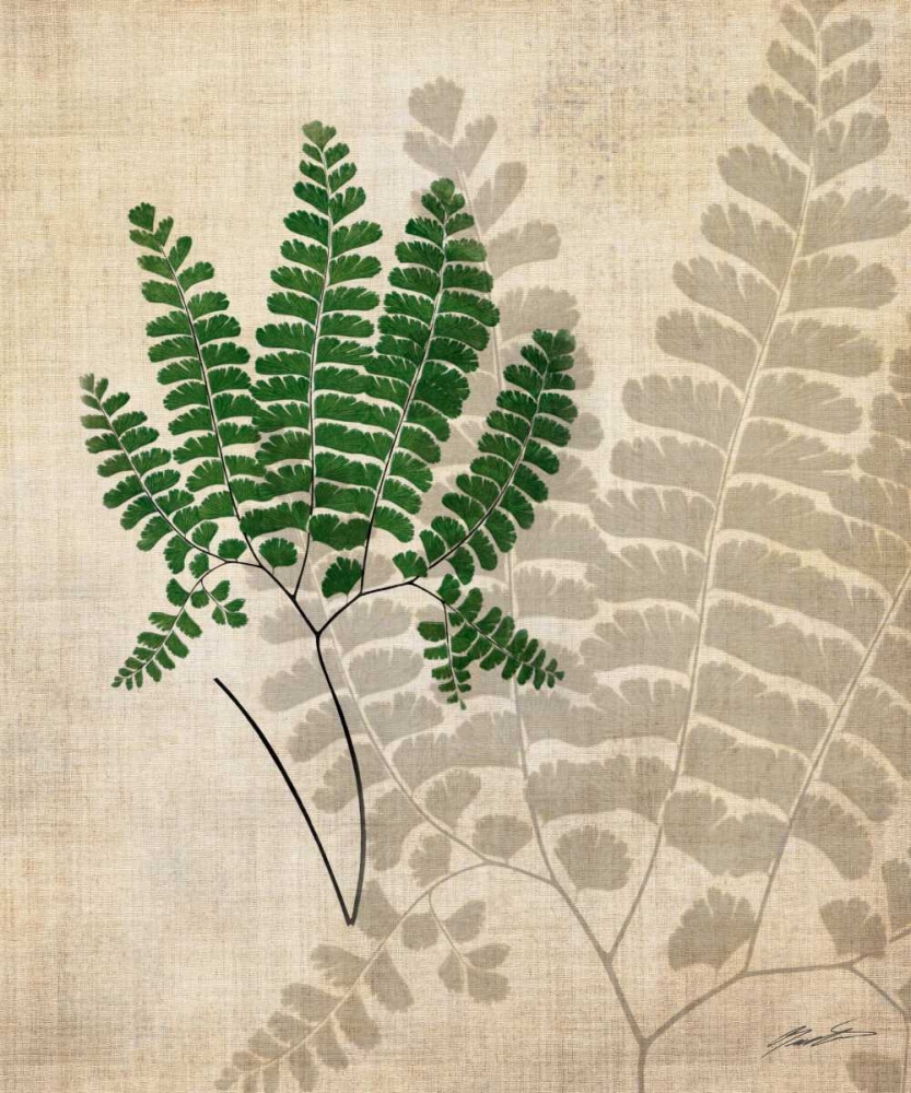 Wall Art Painting id:50398, Name: British Ferns II, Artist: Butler, John