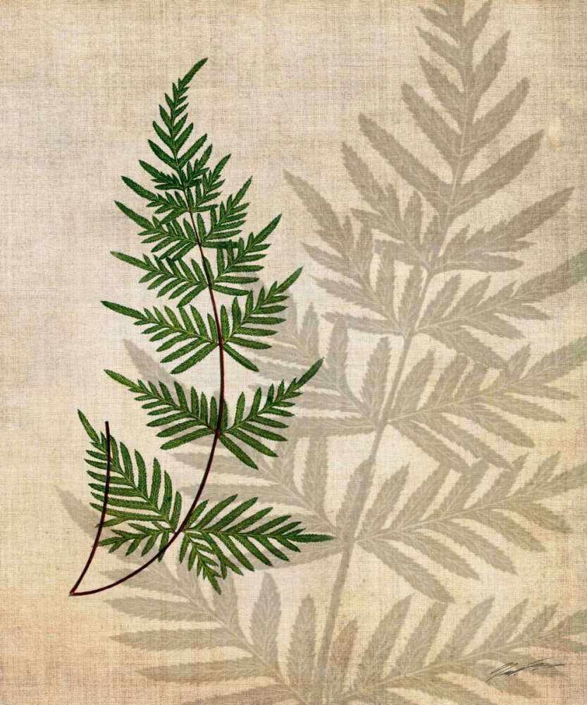 Wall Art Painting id:50399, Name: British Ferns III, Artist: Butler, John