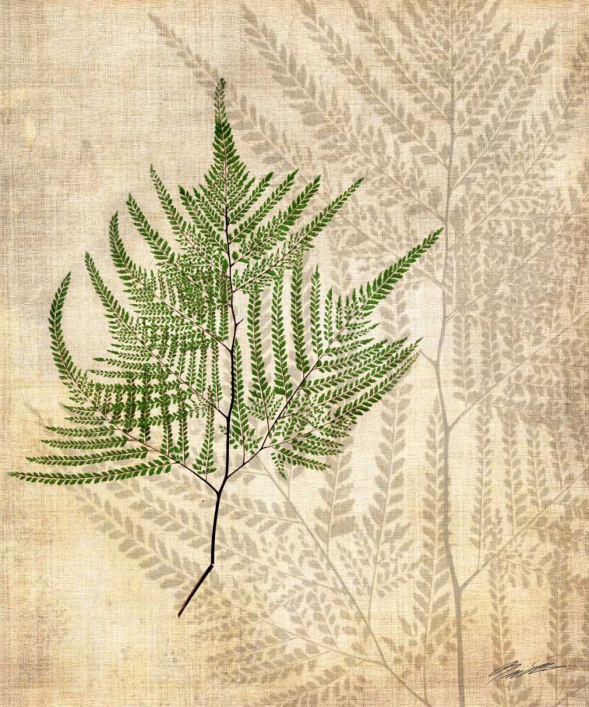 Wall Art Painting id:50401, Name: British Ferns V, Artist: Butler, John