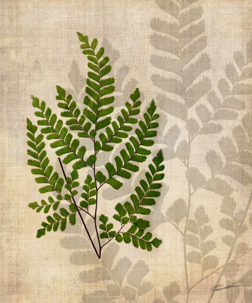 Wall Art Painting id:50402, Name: British Ferns VI, Artist: Butler, John