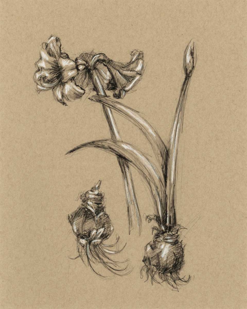 Wall Art Painting id:50452, Name: Botanical Sketch Black and White IV, Artist: Harper, Ethan
