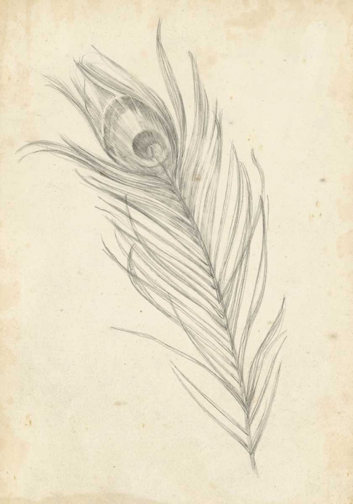 Wall Art Painting id:61200, Name: Peacock Feather Sketch I, Artist: Harper, Ethan