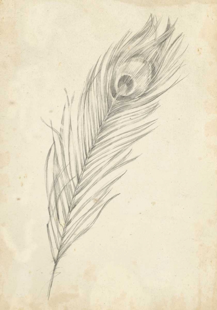 Wall Art Painting id:61201, Name: Peacock Feather Sketch II, Artist: Harper, Ethan