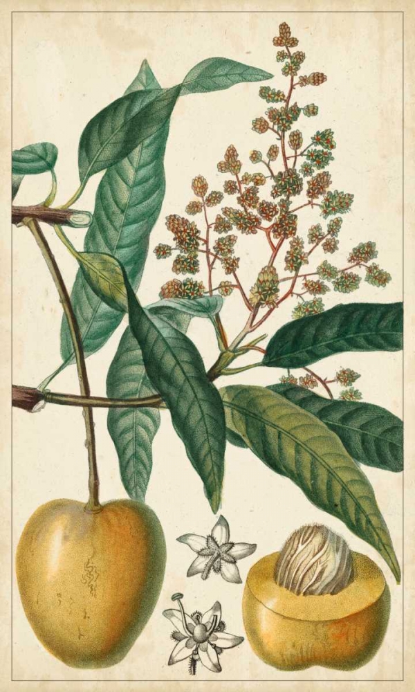 Wall Art Painting id:61230, Name: Exotic Fruits III, Artist: Turpin