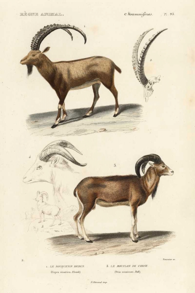 Wall Art Painting id:61317, Name: Antique Antelope and Ram Study, Artist: Remond, N.