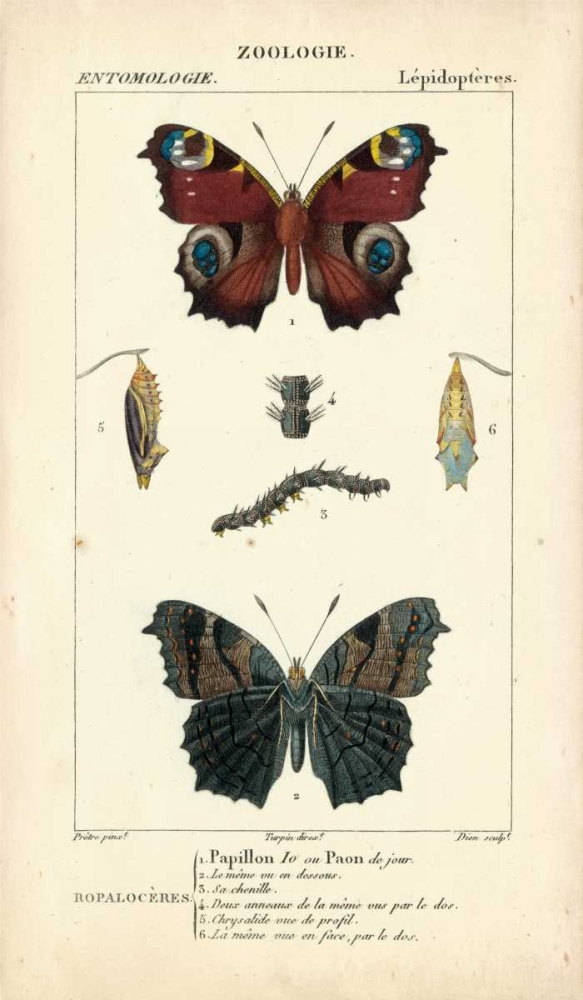 Wall Art Painting id:68574, Name: Antique Butterfly Study II, Artist: Turpin