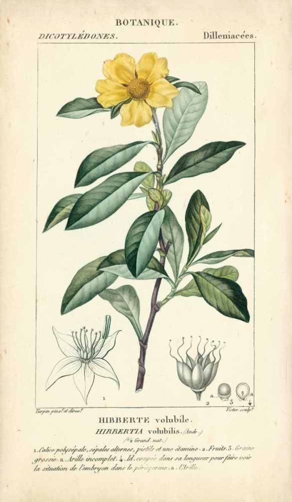 Wall Art Painting id:68581, Name: Botanique Study in Yellow I, Artist: Turpin