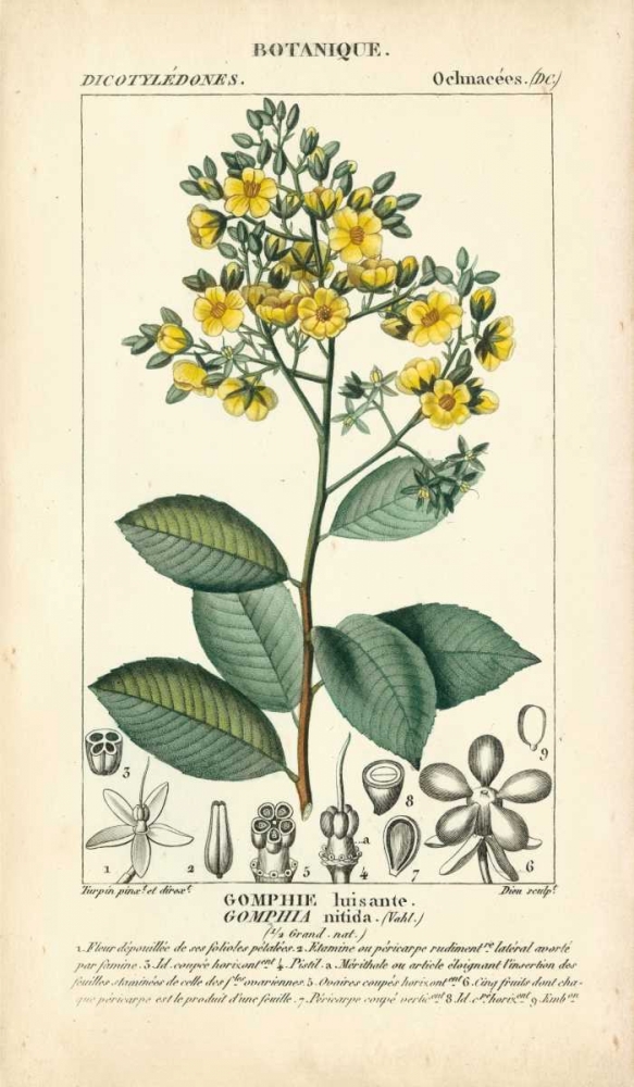 Wall Art Painting id:68582, Name: Botanique Study in Yellow II, Artist: Turpin