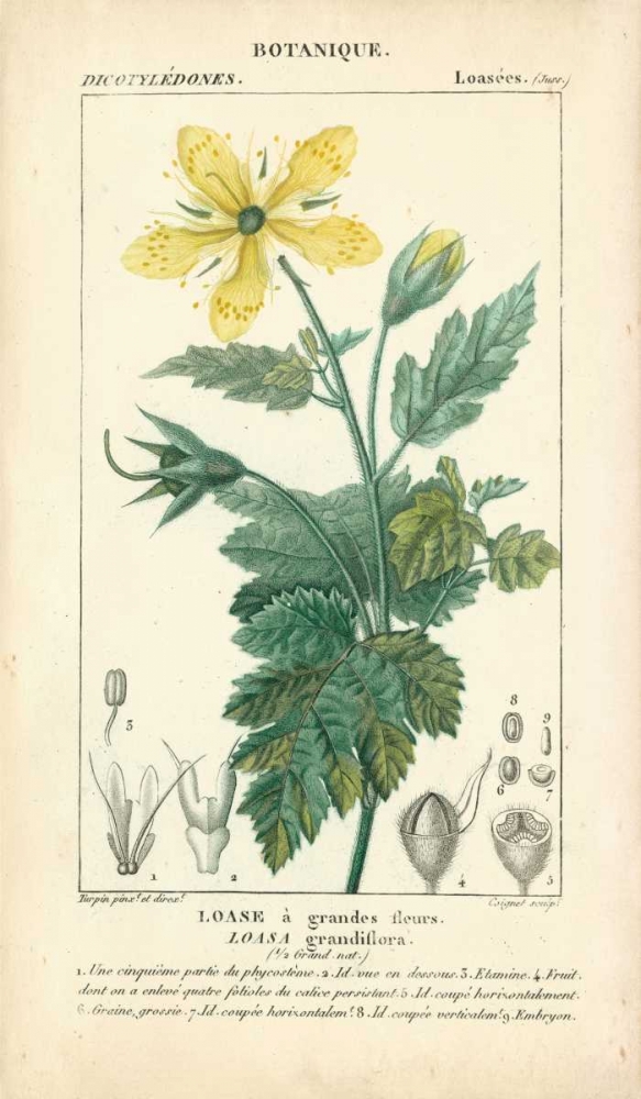 Wall Art Painting id:68584, Name: Botanique Study in Yellow IV, Artist: Turpin