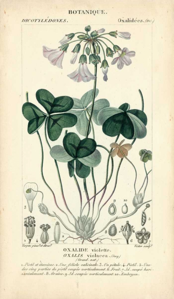 Wall Art Painting id:68585, Name: Botanique Study in Lavender I, Artist: Turpin