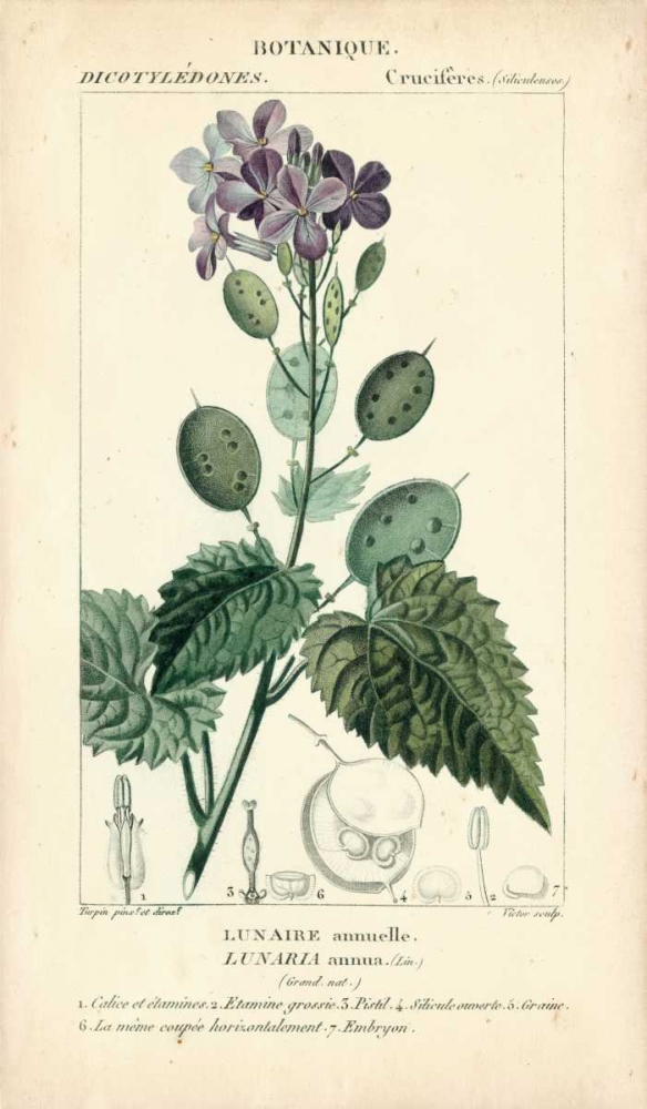 Wall Art Painting id:68587, Name: Botanique Study in Lavender III, Artist: Turpin