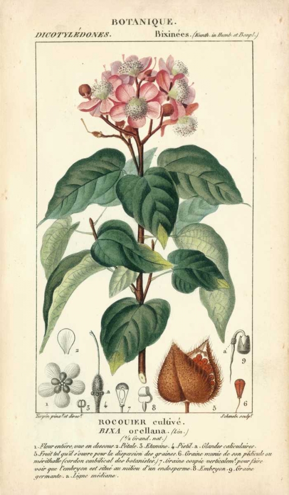 Wall Art Painting id:117737, Name: Botanique Study in Pink I, Artist: Turpin