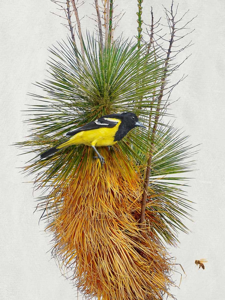 Wall Art Painting id:50432, Name: Avian Tropics II, Artist: Vest, Chris