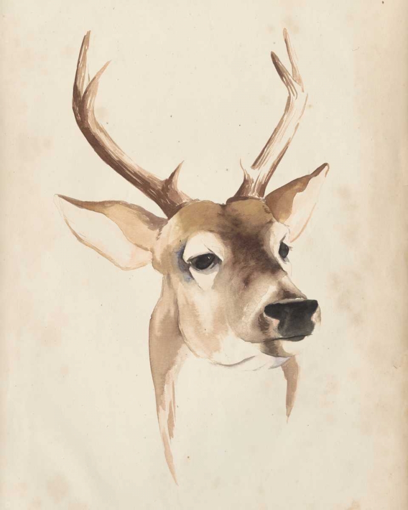 Wall Art Painting id:50418, Name: Watercolor Animal Study IV, Artist: Popp, Grace