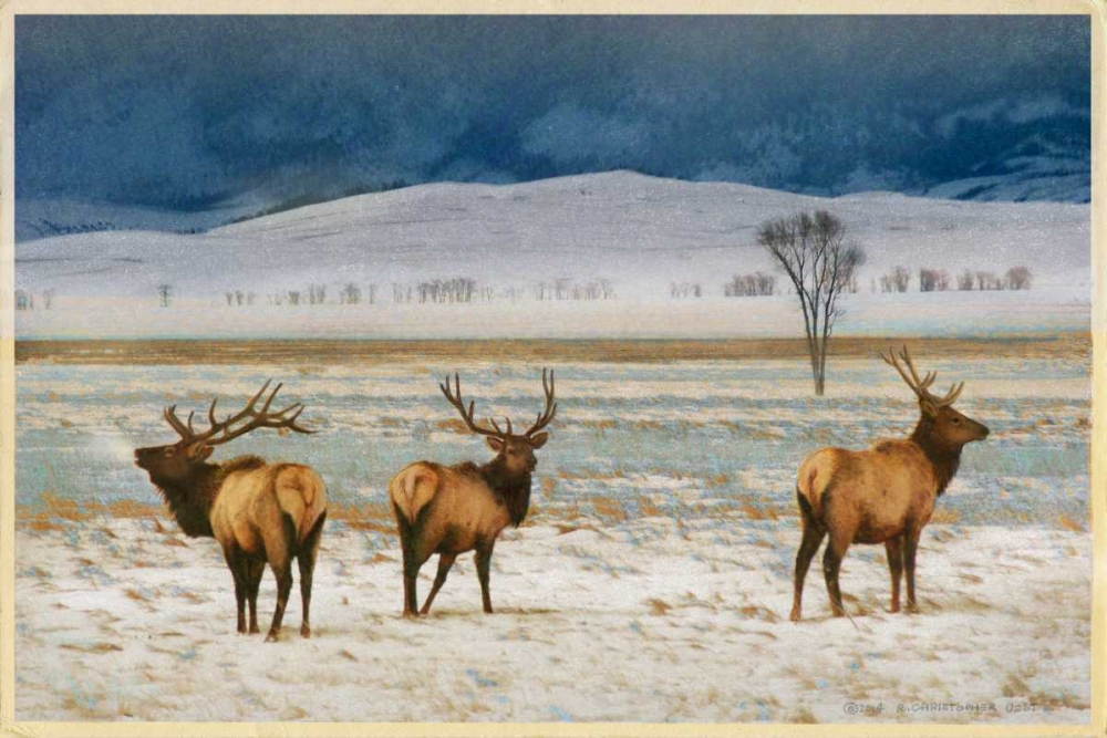 Wall Art Painting id:61519, Name: Refuge Elk, Artist: Vest, Chris