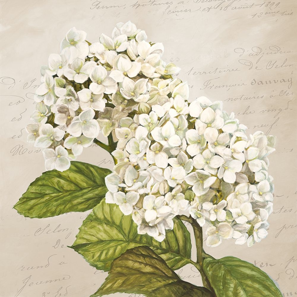 Wall Art Painting id:218521, Name: Hydrangeas III (Neutre), Artist: Dellal, Remy