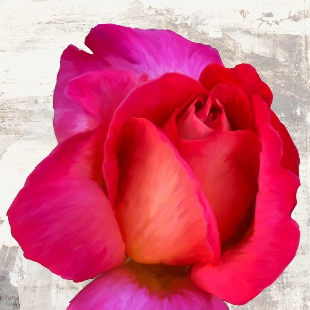 Art Print: Spring Roses III