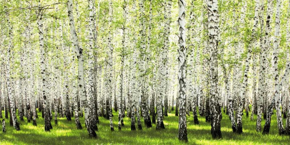 Wall Art Painting id:117860, Name: Birch forest in spring, Artist: Anonymous